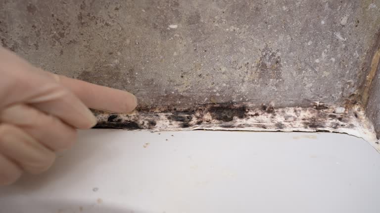 Professional Mold Removal in Bayside, WI